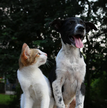 A Cat and a dog 